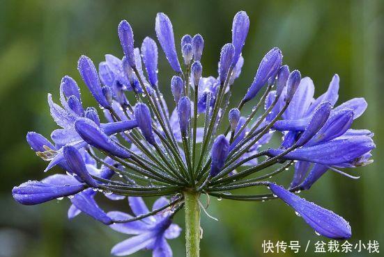 几种藤本植物好养易打理,花期超长,开花层层交叠,美如花海