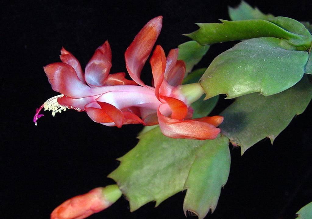 蟹爪兰刚开始长花苞,有经验的花友会做好几点,花苞越长越好