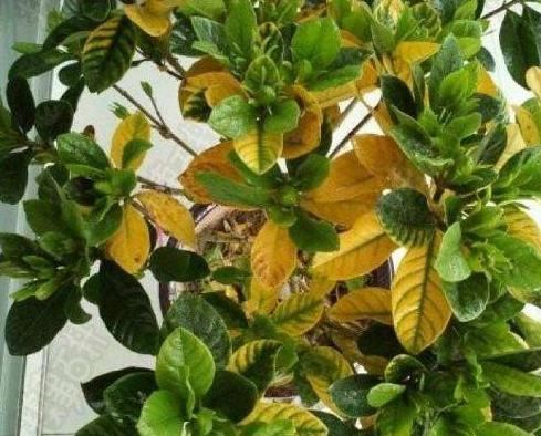 养花:因为土壤呈碱性而引发黄叶问题,就该用这几样“水”解决