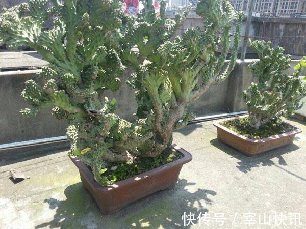 身高八尺的“麒麟掌”，养护3个要点，长的威风凛凛，保家镇宅