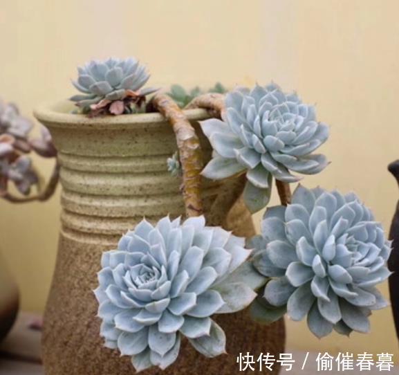 多肉植物|3款高颜值多肉,长势旺易爆头,养成群生小老桩,价值翻倍