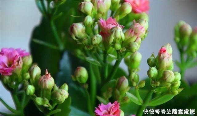 爆盆|长寿花开花爆盆有秘诀,学会施肥就行了,砰砰开花全是花苞!