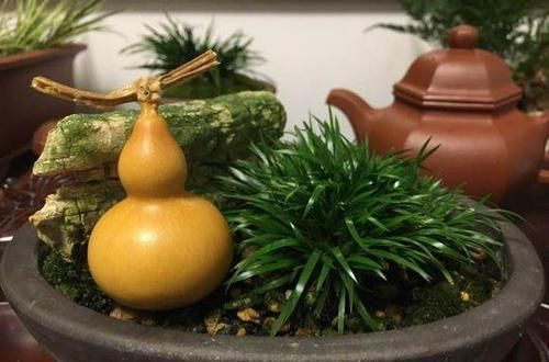  走近|此种植物曾是文人贵族专属，苏轼为它撰文，现已走近寻常人家