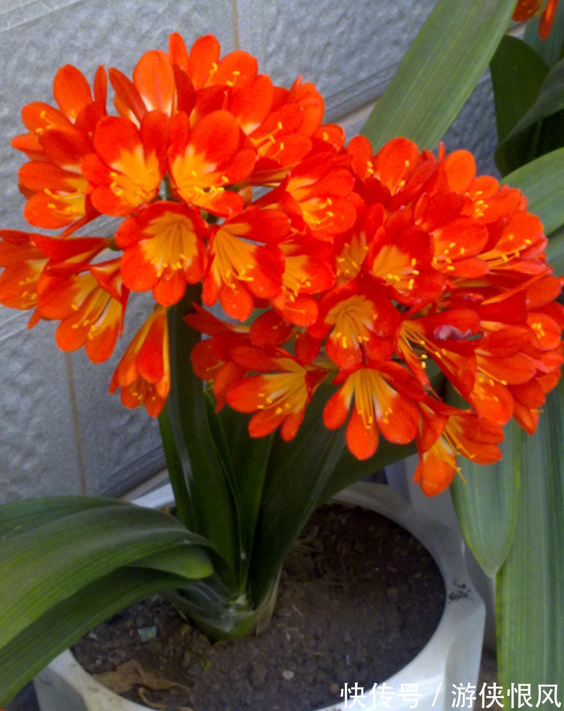 瓜子|君子兰喂点“小零食”,叶片杠杠厚,花箭拔的高,开花大又艳