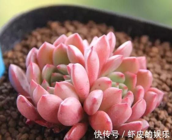 喜欢养多肉，遇到3种情况必须换盆，不然只能等死了