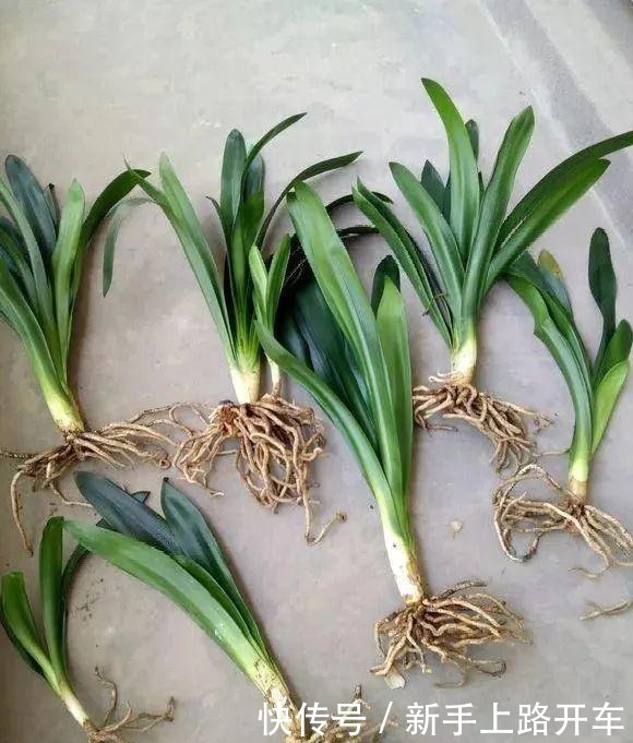 8种花换盆,换好了生一堆,换错立马死!8种花换盆,换好了生一堆,换错立马死!