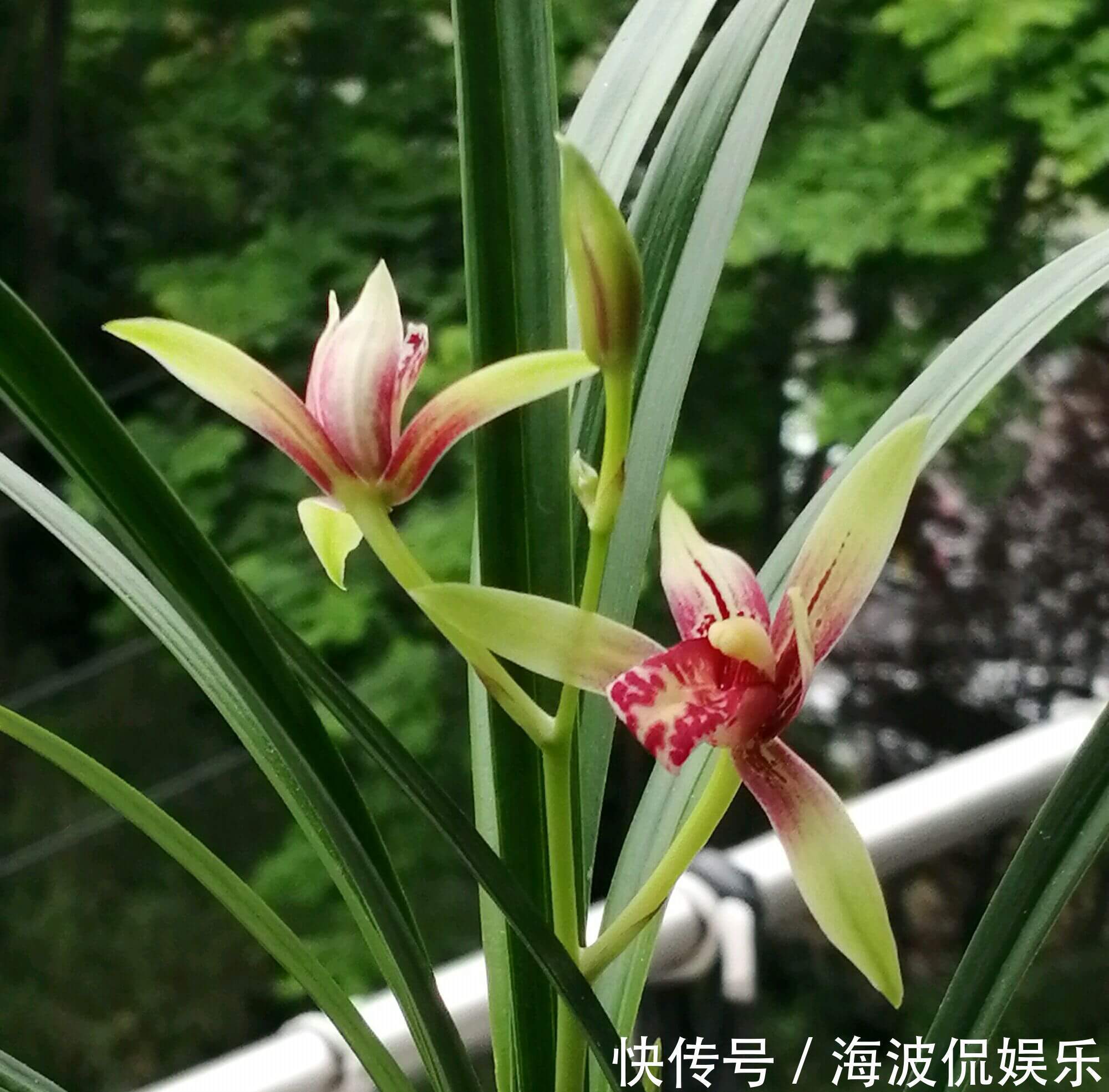 根系|种植兰花用浅盆好还是用深盆好十年兰花老农给出了答案