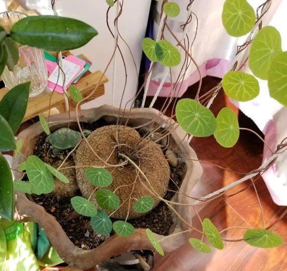 叶子|家里养棵“丑八怪”,霸气镇宅,越养越爱