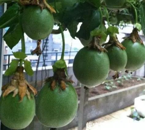 立秋后,几粒“种子”扔盆里,10天成盆栽,来年“果子”挤爆盆