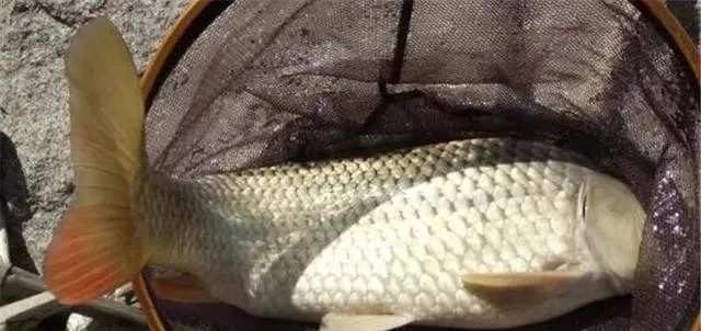成本不到8元的钓鲤鱼偏方,农家常见的原料,没想到上鱼这么快!