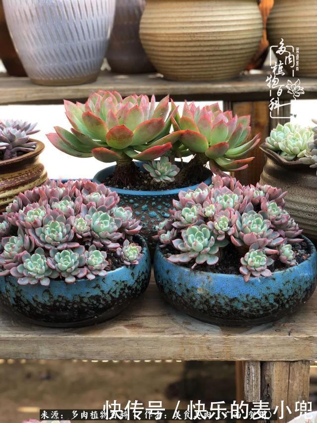 多肉，一位来自神奇大自然的良师益友！