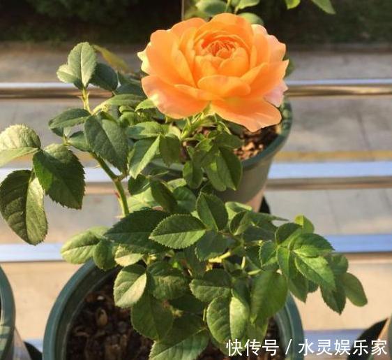 花蕾|养月季和蔷薇如何培养高颜值注意3个问题,个个满树繁花