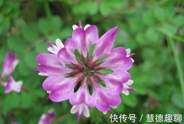 春天里|紫云英花——那是我的思乡之花