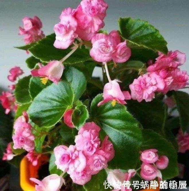 此花超漂亮，沾土就活，花朵迷人，阵阵花香，花朵大