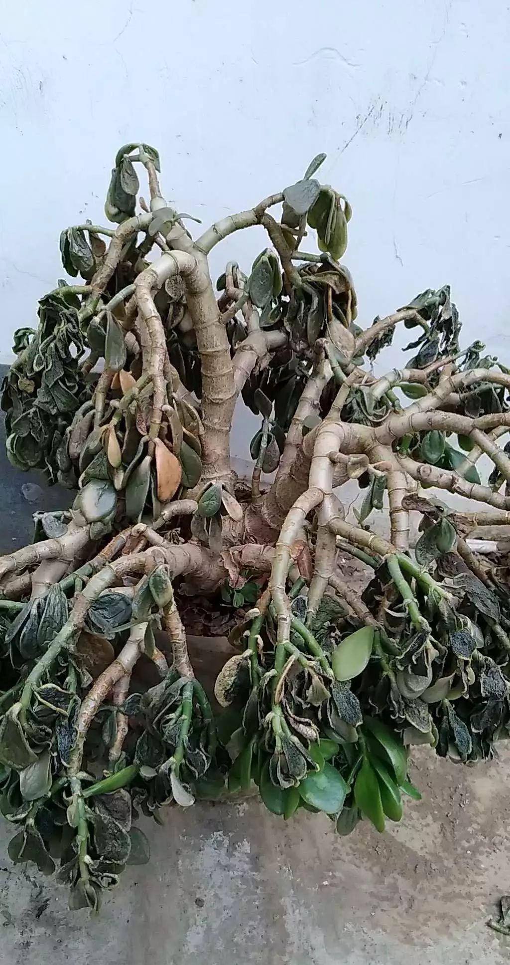 7种“娇气花”，10度还不拿屋里去，几天就冻死，只剩空花盆