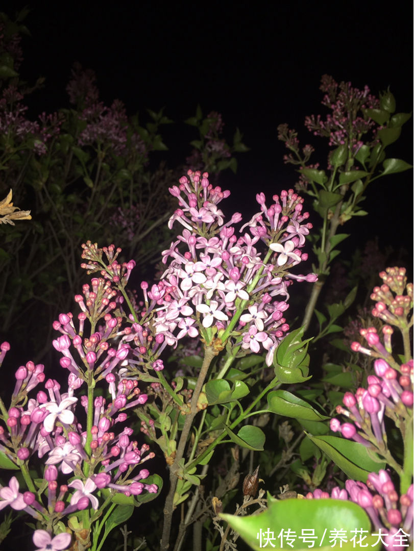 香水花|5种著名的“香水花”，满屋子都是香味，真是“活香水”