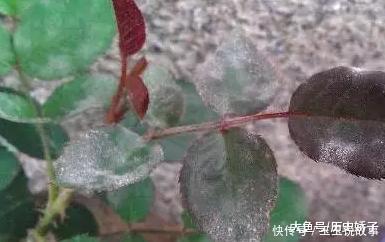 盆里加点它,养花10年不黄叶,年年花开不断!