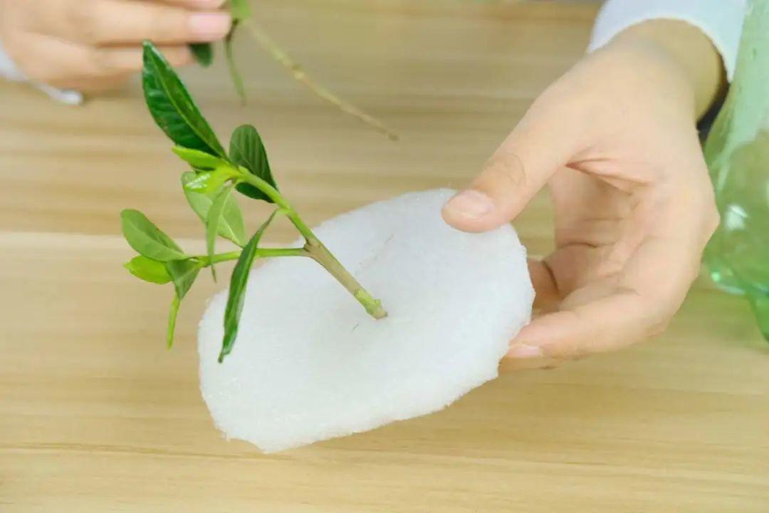 1个塑料瓶,居然有8种养花方法,省钱又好用!