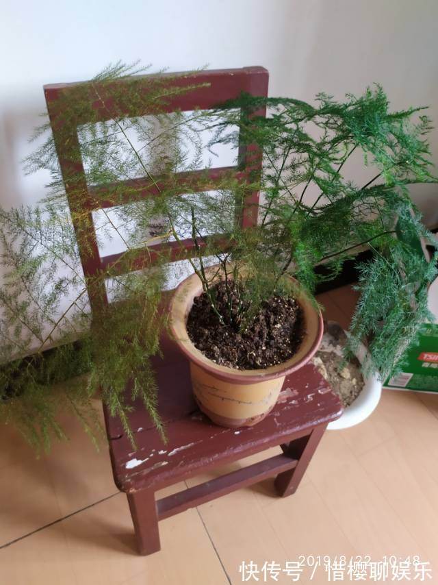 根部|文竹养着养着就黄叶浇水浇对了，叶子常年绿油油！