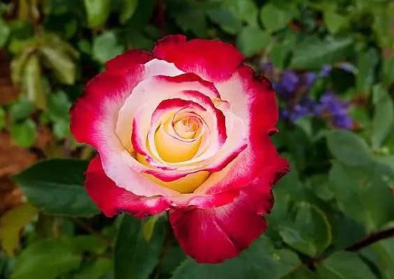 人心情|“月季”这样养,花大色艳,花期长,月月开花不断,一学就会