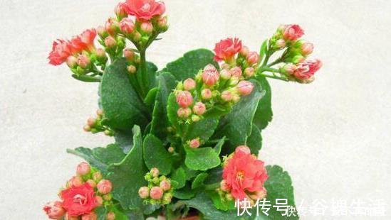 鸡蛋黄|长寿花，入冬前食用它，开花提前20天，一开上百朵，美爆了！