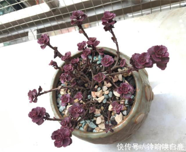 秋天就买这8种多肉,叶片变得红红的,好漂亮