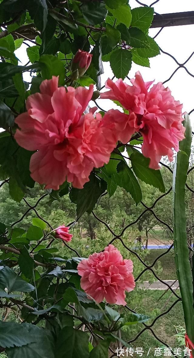 养3种花“多修剪”，2年养成“6层塔”，放在家里真“养眼”