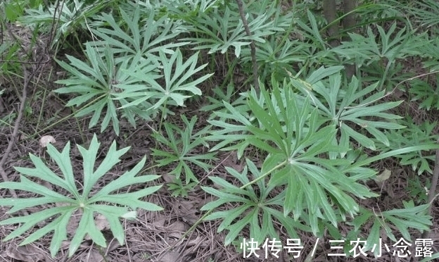 農民|農村山上有種野草, 農民稱作“雨傘菜”, 價值很珍貴見到要珍惜