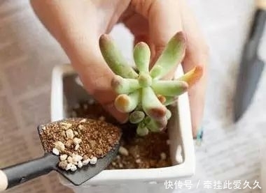 根全烂了别扔,这样做,分分钟把花救活!