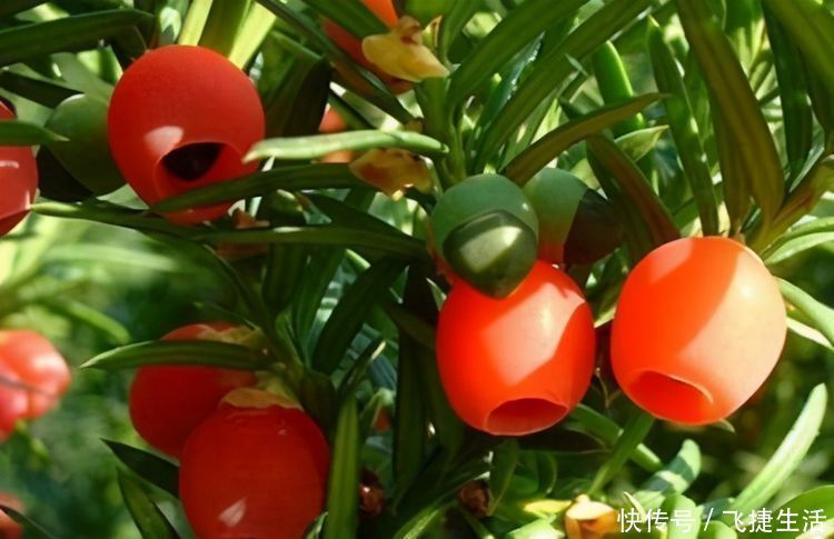 身体|对身体最好的3种食物,美容养生、延缓衰老,爱吃就赚了