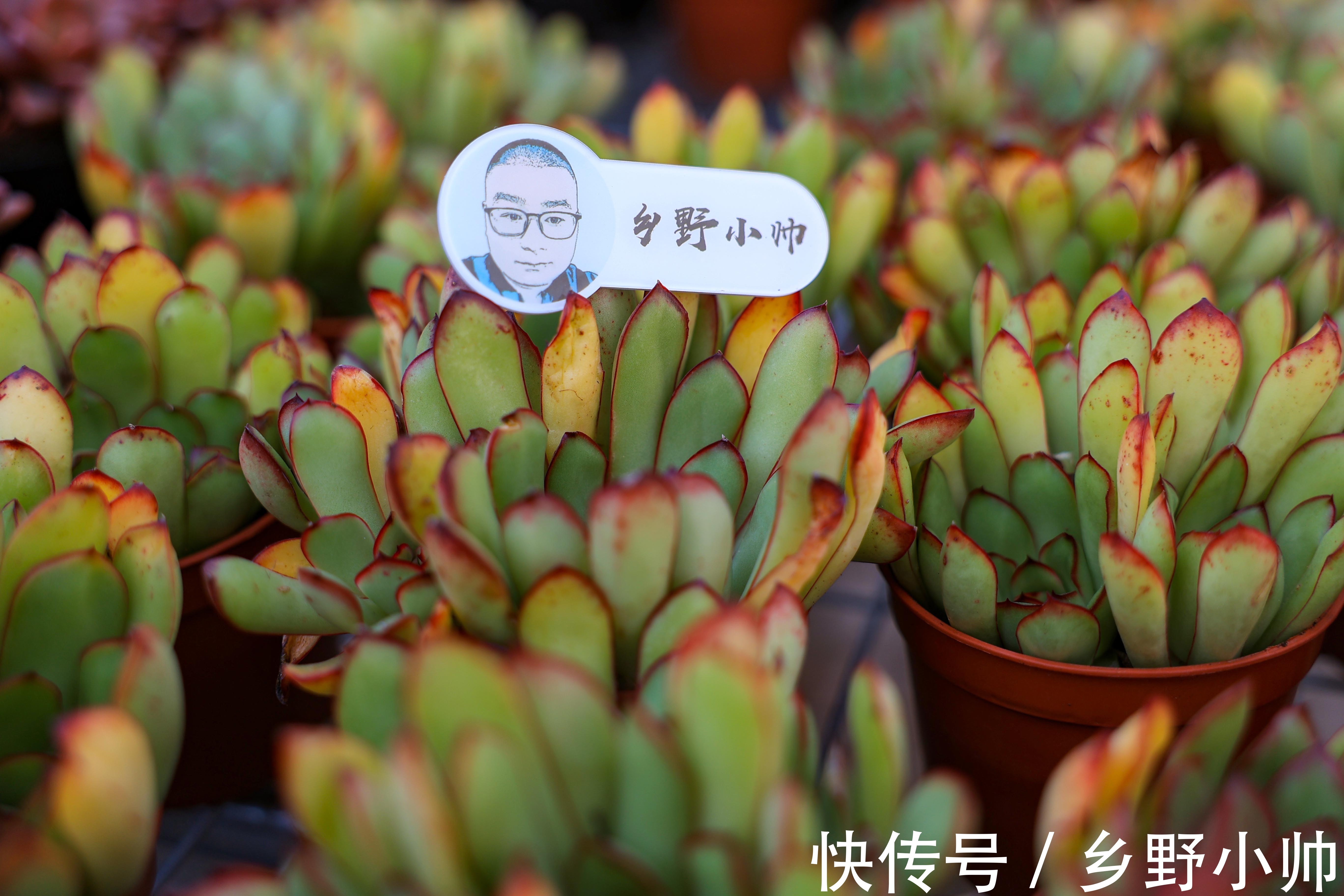 如何让多肉快速服盆？不同季节都应该怎么管理？受那些因素影响？