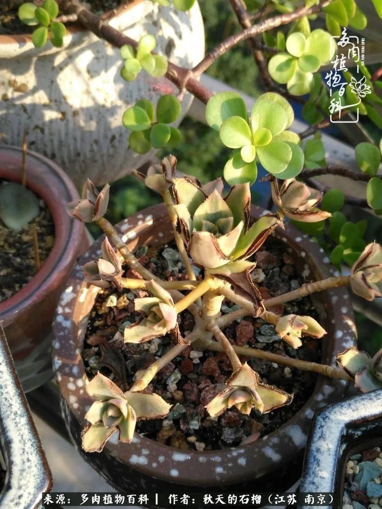 渡劫归来的肉肉,谁是谁的前世,谁又成了谁的今生