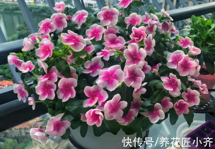 封闭阳台养不好花?那就选这4种,记住“共同点”,就能四季开花