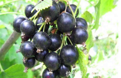 活血补气|会吃的人更健康,坚持常吃4种食物,活血补气,排毒美容