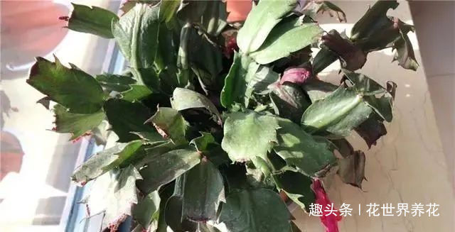 静养|蟹爪兰花后需“静养”,这些事不要做,不然蟹爪兰叶片打蔫难恢复