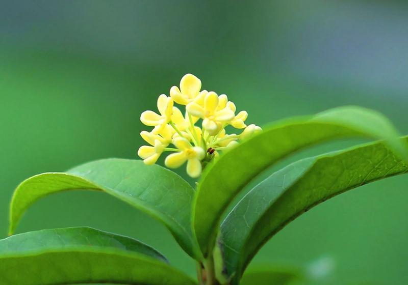 净化|养一棵桂花树盆栽,室内四季飘香