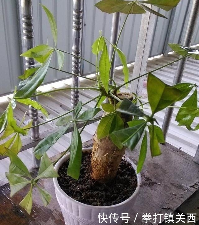 冬天|冬天绿植怎样保暖、防寒?做“2步”,不掉叶不烂根,漂亮又耐冻