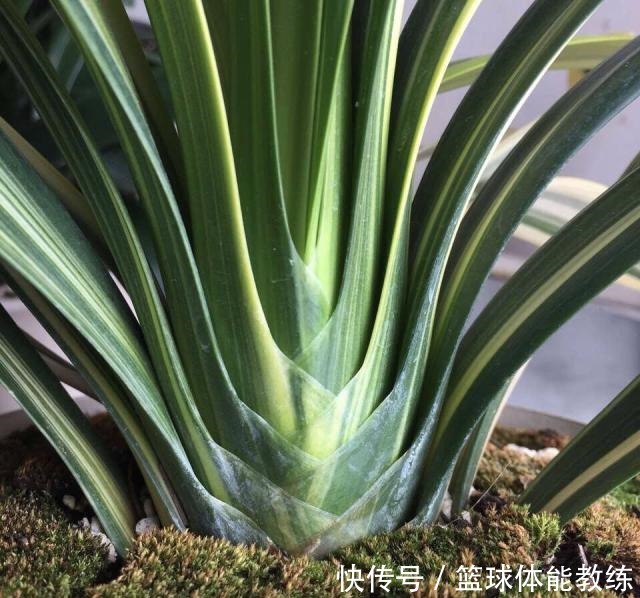 免费捡来的“松塔”,有3个“大作用”,养花肥效足,还能变盆景!