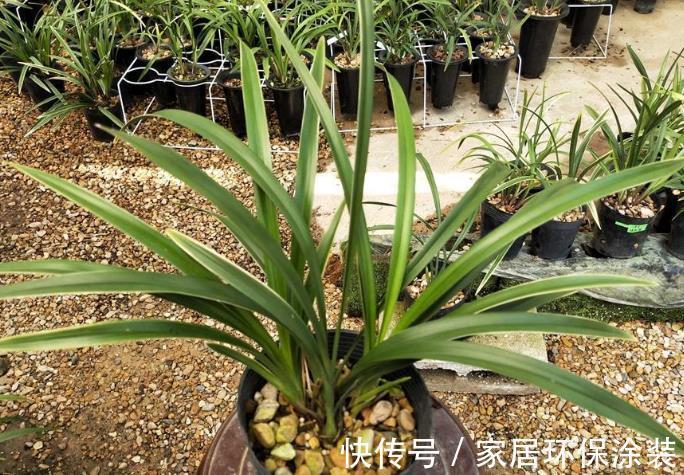 建兰|高贵典雅，曾1苗卖万元，如今平民价，花叶带“金边”，值得买