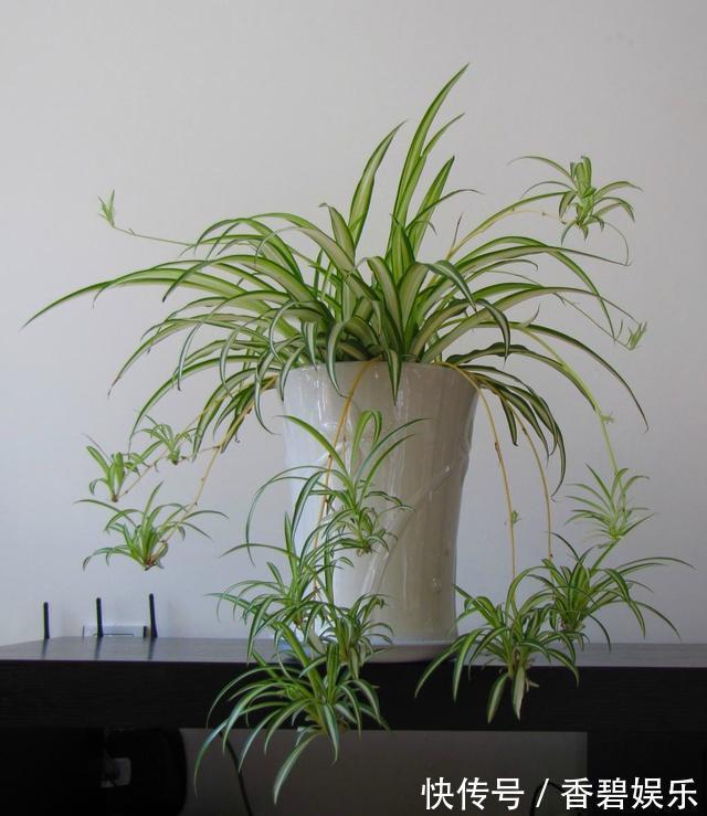 吊兰、绿萝就爱“黄叶”,喷点“溶液”,返青快好养护!