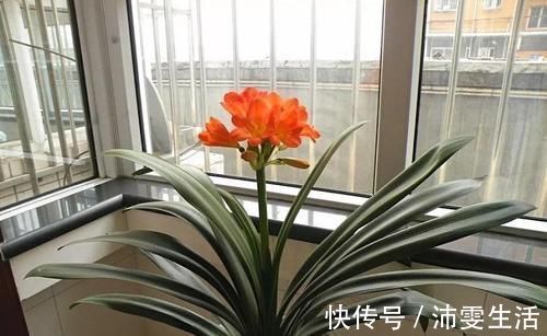 杜鹃|花盆太深真要命,长寿君子兰养1盆死1盆,赶紧换!