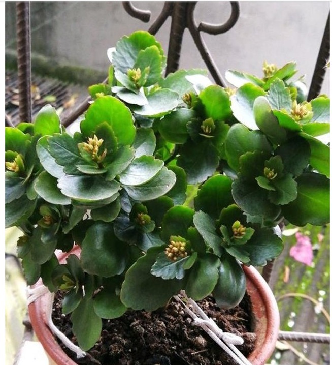 长寿花养了3年才开花牢记1个技巧,二茬花开爆满盆