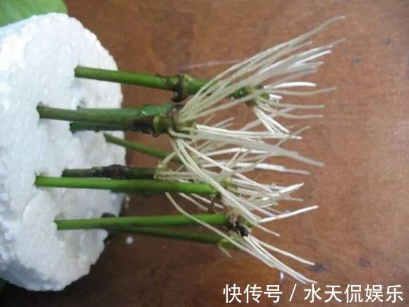 秋天|到了秋天,塑料泡沫才是养花“宝贝”,扦插生根快,养花不烂根