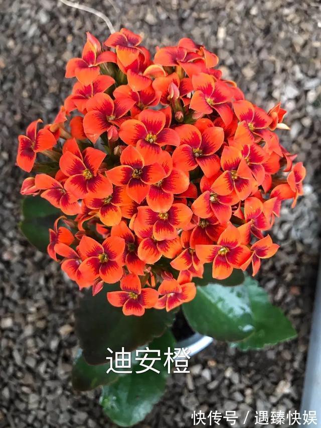 长寿花17个品种，个个都是爆花机器，谁见了都夸！