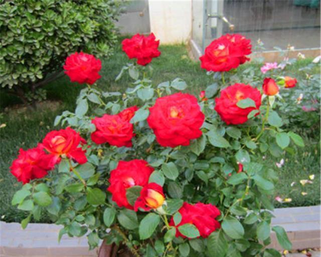 冬天月季要巧剪,“3个技巧”很实用,学会了春天新枝多又壮