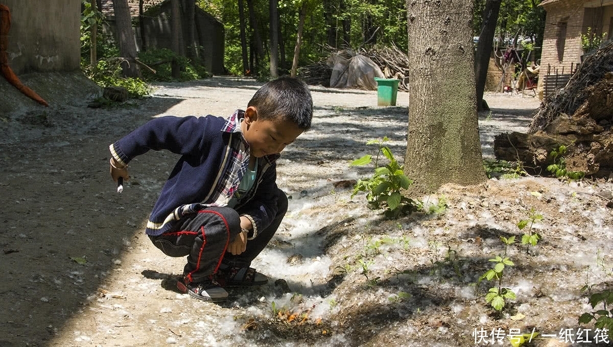 五一农村“雪花”飘飘，引来游客拍照，爷爷吓得全程陪同