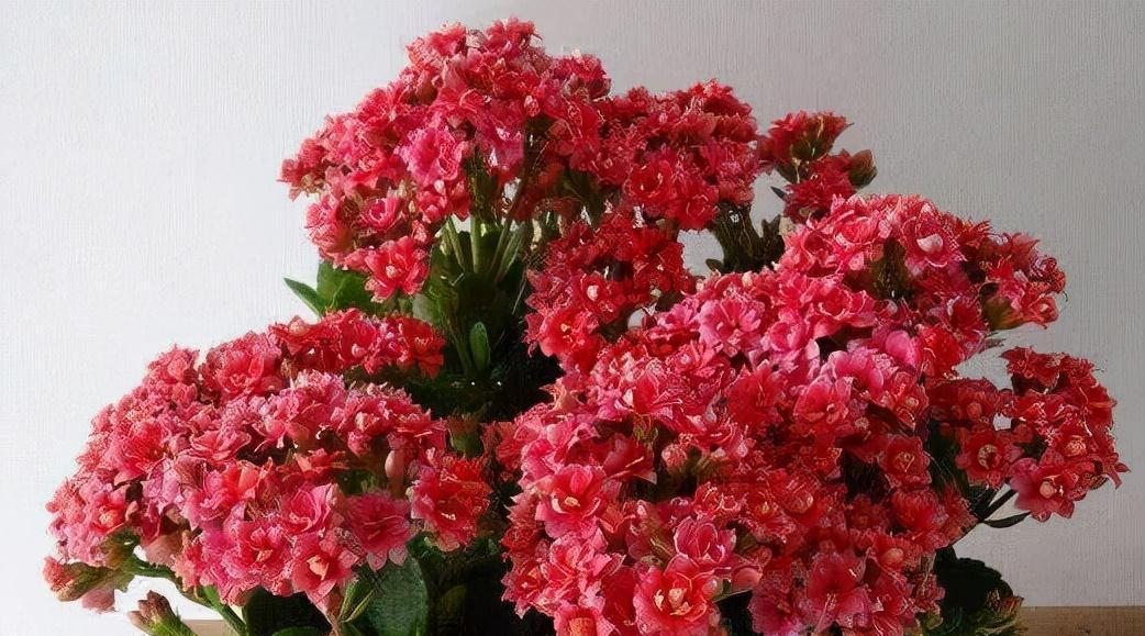 长寿花|冬季花卉花期后怎么养?喂1粒牙药,枝叶、花苞猛窜到春节