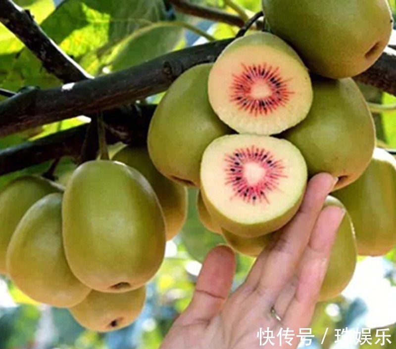 阳台别只种花草,试试种盆栽果树,养护简单易结果,想吃随手摘