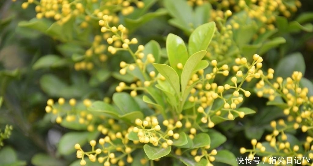  此花被称为“香水机器”，花香浓郁能驱蚊，开花就是200天