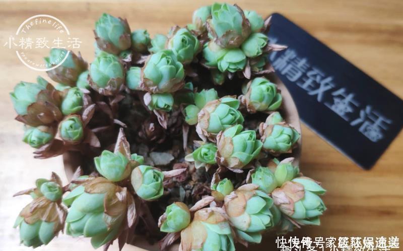 一个小细节,关系多肉安全度夏,这事做得早,肉肉夏天没烦恼